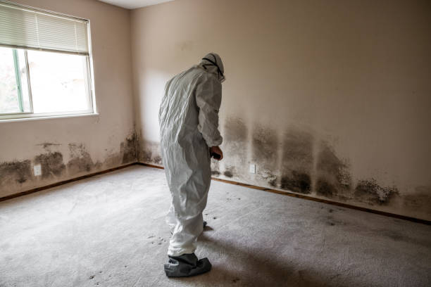 Attic Mold Removal in Fairway, KS
