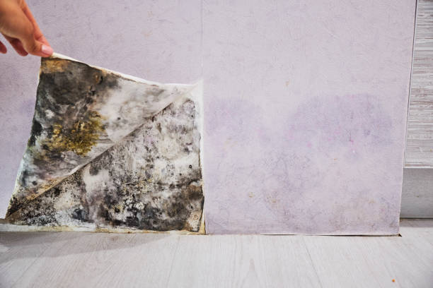 Best Home Mold Removal  in Fairway, KS